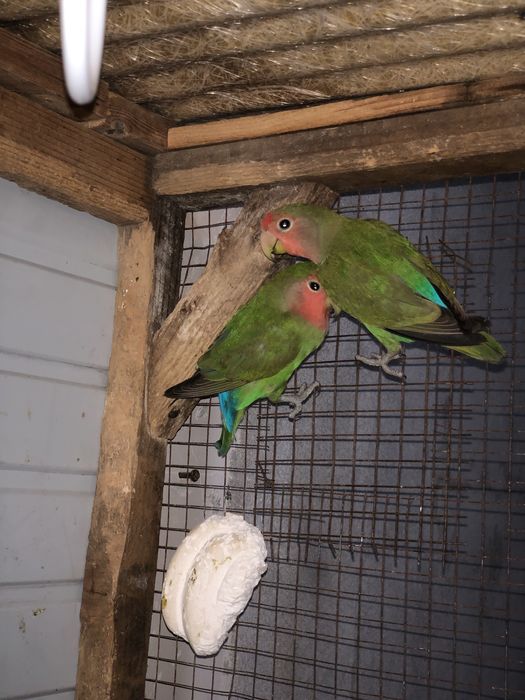 Nerazluchniy papugay