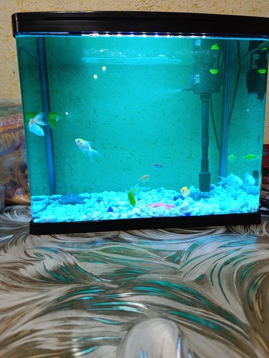 Baliqlar zavodskoy akvarium bilan sotiladi