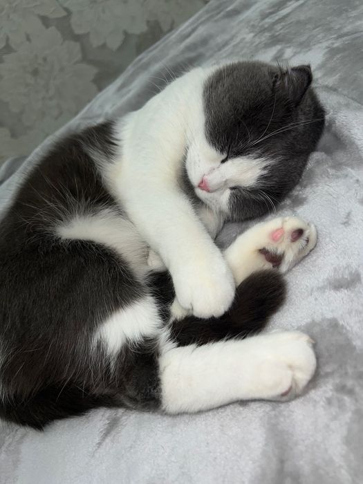 Ищем кошку для вязки!!