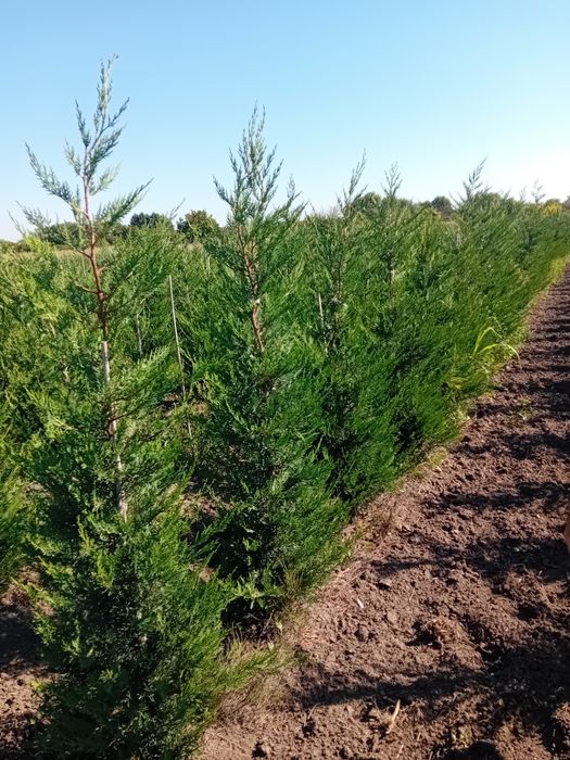 Pepinieră chiparos cupresus leylandi diferite dimensiuni
