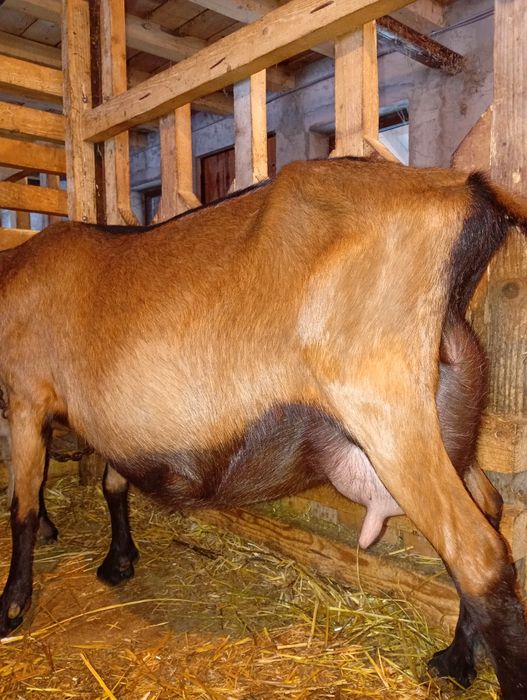 Capre Alpină Franceză, iede și tapisori