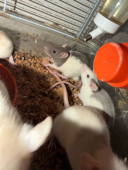 sobolani de companie