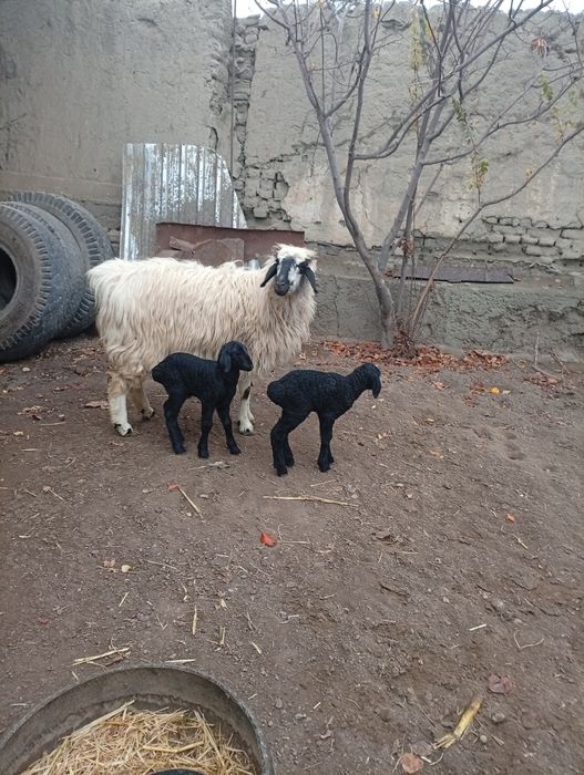 Она бола казоки ку́й сотилади