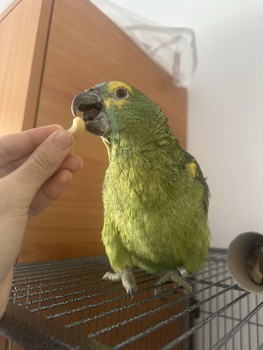 Papagal fruntea albastra