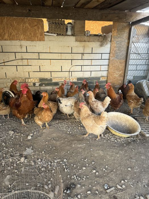 Тауык купицы Питухи