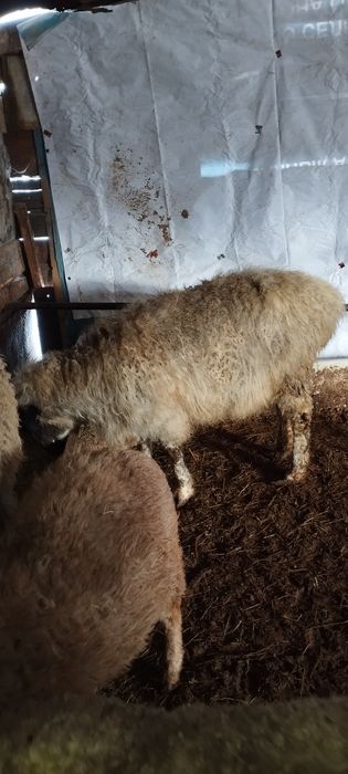 Тоқты, қой сатылады