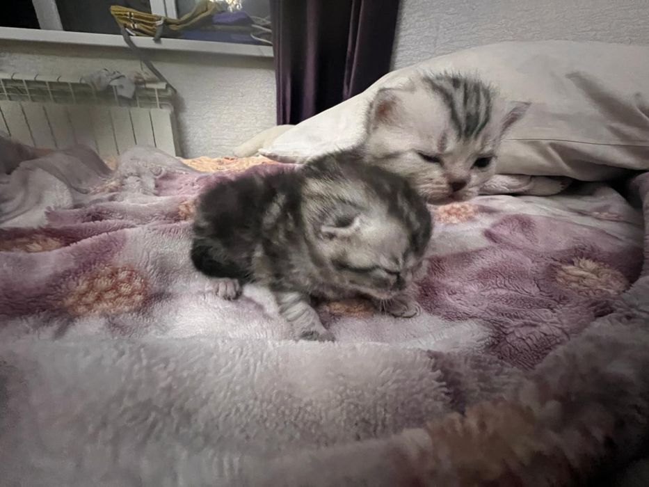 Котята шотландские