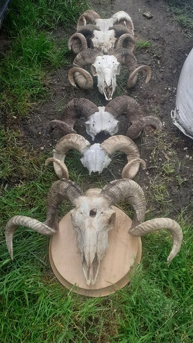 Vând trofee de berbec de diferite mărimi
