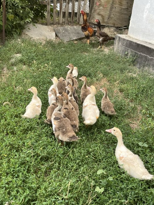 Продам индоутяты