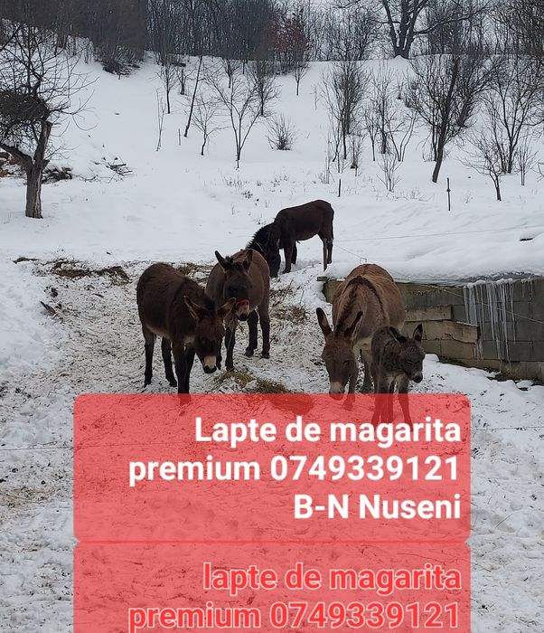 Lapte de magarita premium