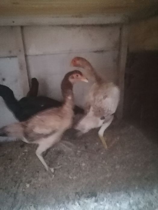 Дакан вьетнам кытай