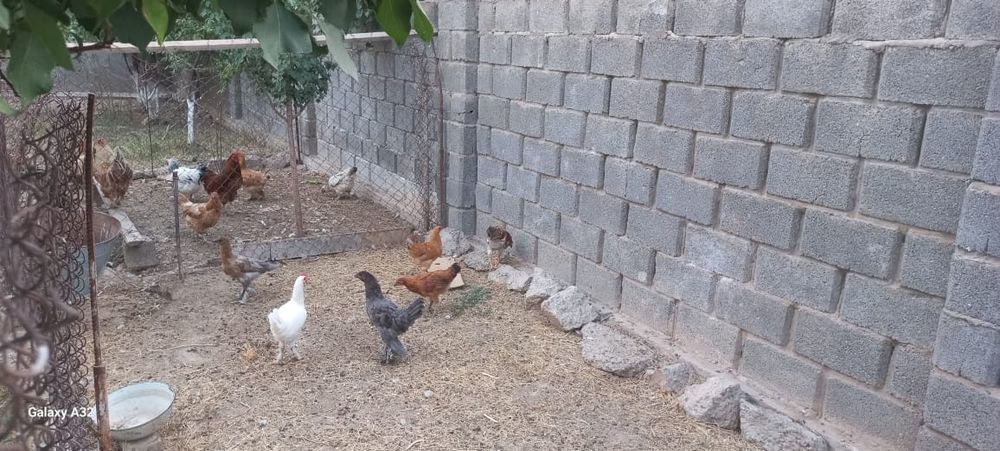 Тауық балапандар