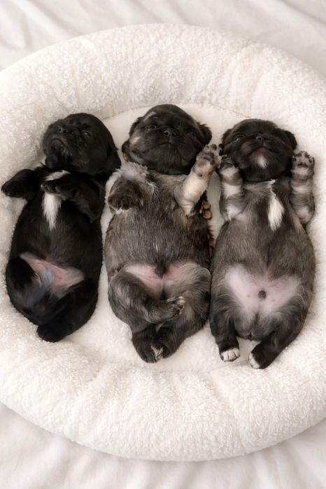 Щеночек чихуахуа