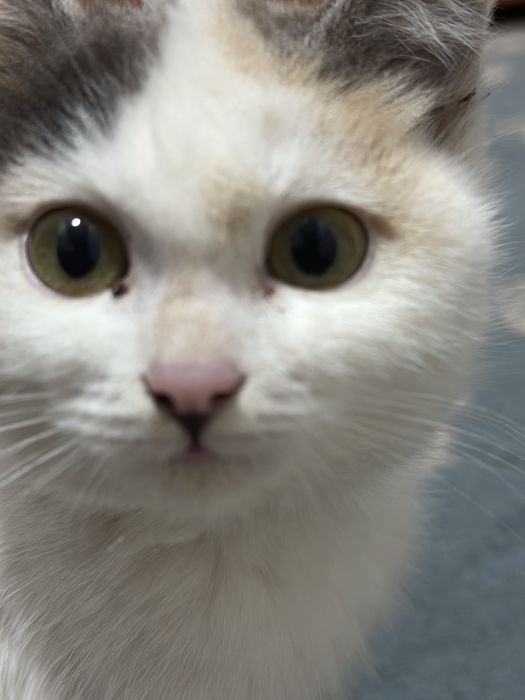 Пропал котенок среднего возраста