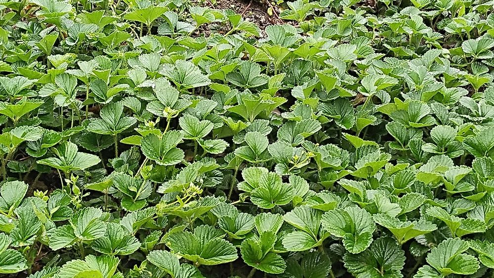 Кулпынай кошет. Дикий виноград