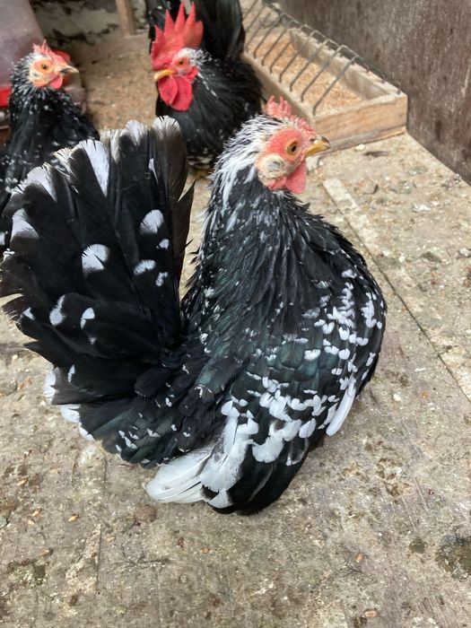 Ouă din păsări chabo bobat pt closcă sau clocitoare de vânzare!