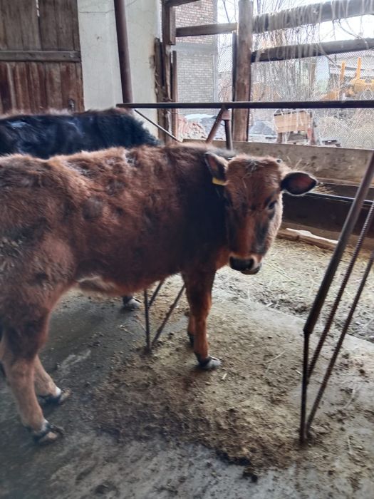 Продам хорошую телочку