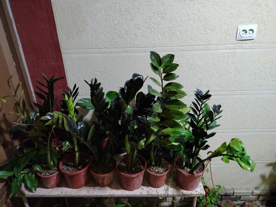 Замиокулькас, комнатные растения, цветы, гуллар