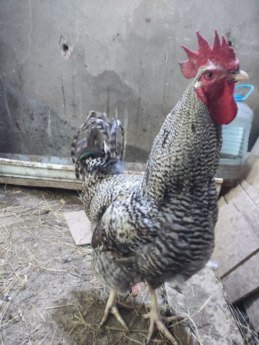 Яйца Домашние куриные