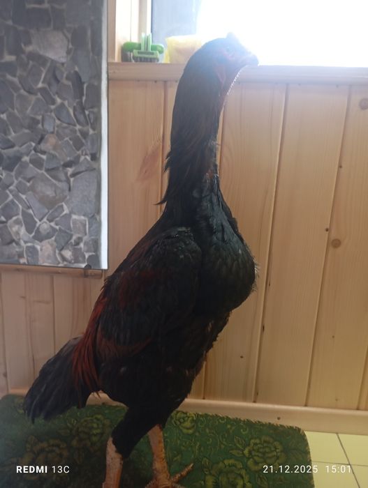 Дакан жужик шамо