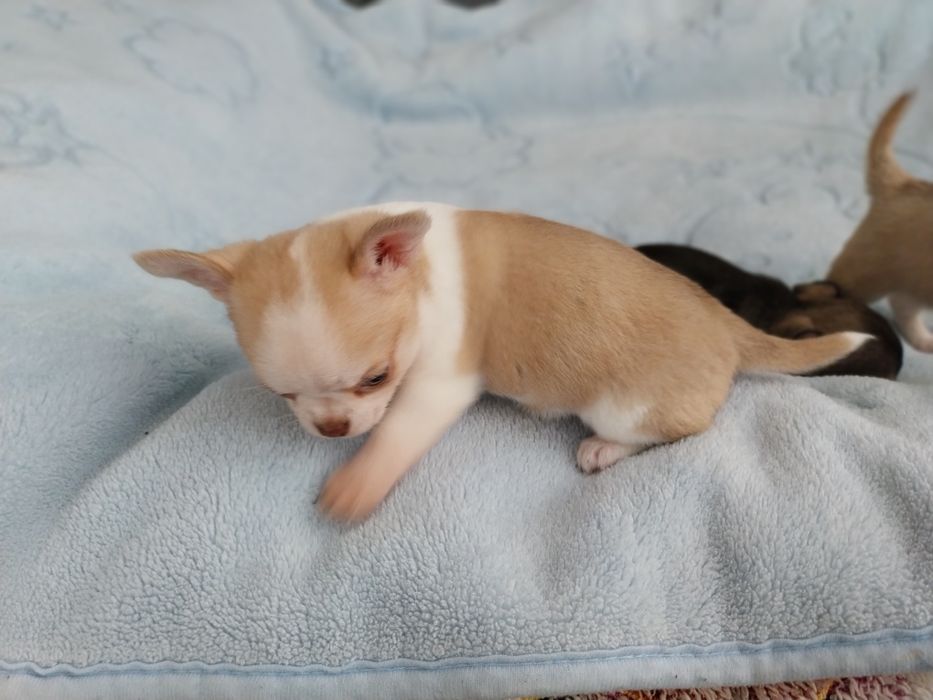 Продавам мини чихуахуа