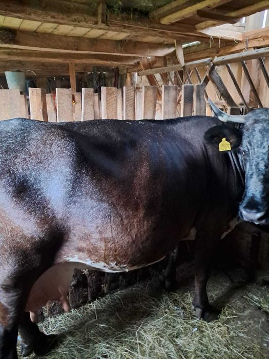 Vaca de  vânzare