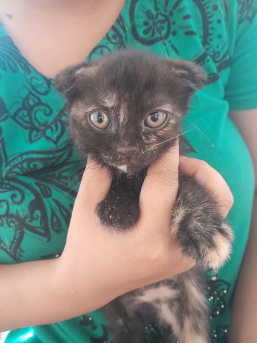 Котята пародистые