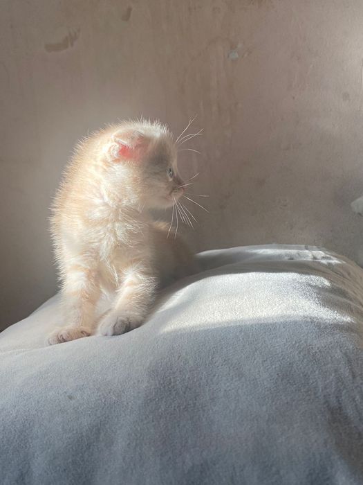 Вислоухие котята