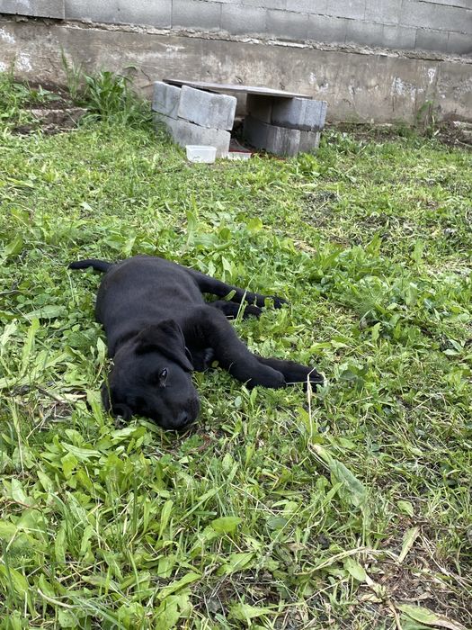 Собачка лабрадорчик