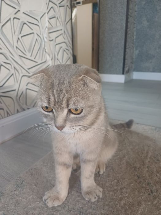 Продам кошку Британкк