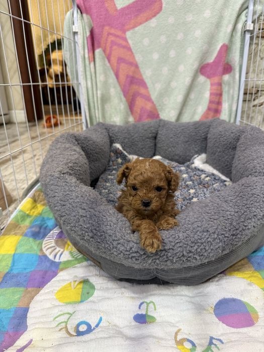 Продам мини мальтипу мальчик