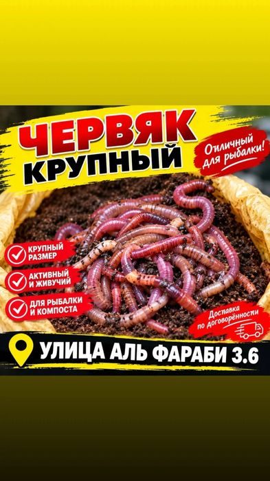 Червяк крупный балыкка барасынба