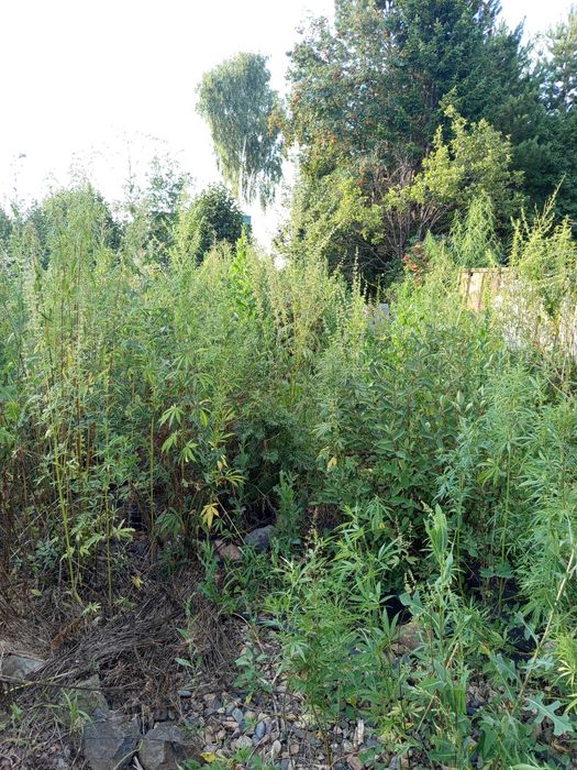 Прополка огорода