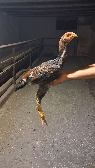 Dakan joʻjala sotiladi