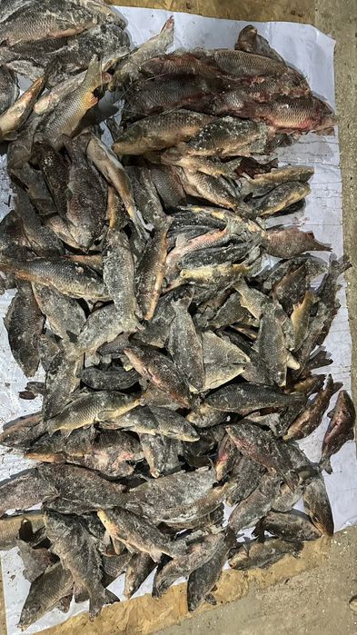 Сазан Рыбо свежый