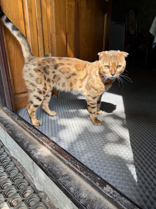 Шотландский котенок в добрые руки