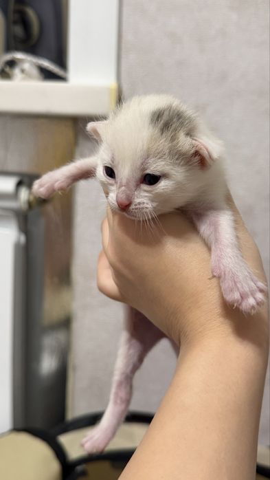 Срочно Отдам котят в добрые руки