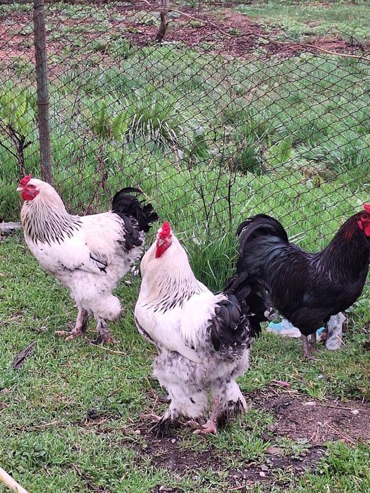 2 Cocosi Brahma  an 2025 cauta familie noua!!