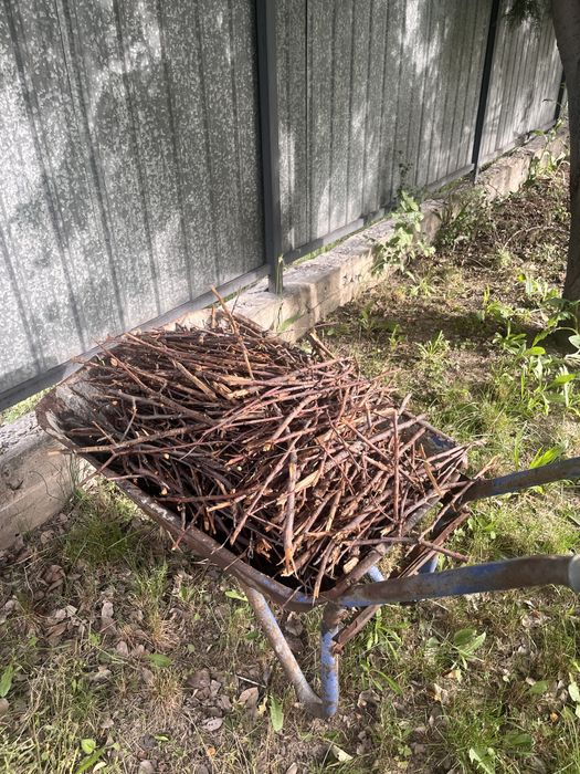 Дрова из деревьев