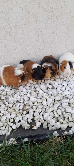 Porcușori  de guineea