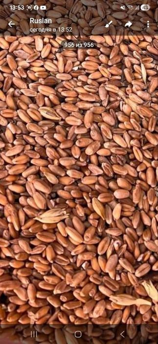 Богдой арпа макка жахори