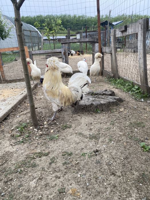 Vand sau schimb familie de gaini Paduana