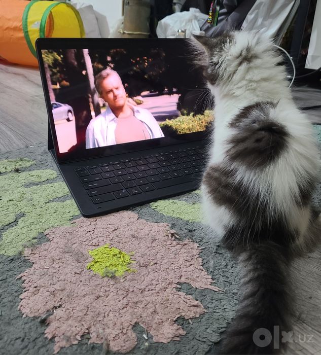 Котенок, мальчик 2,5 месяца ищет дом, домашний