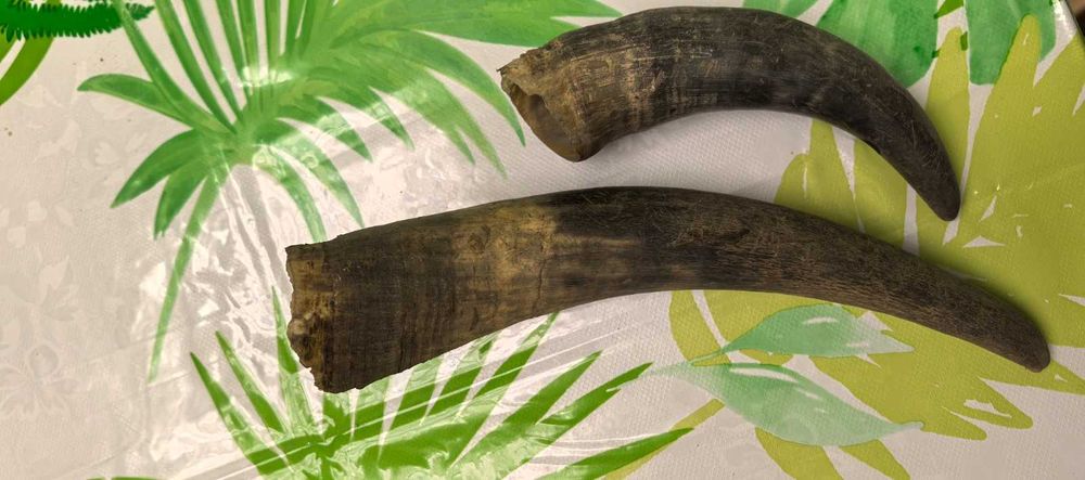 продавам 2 еленови рога