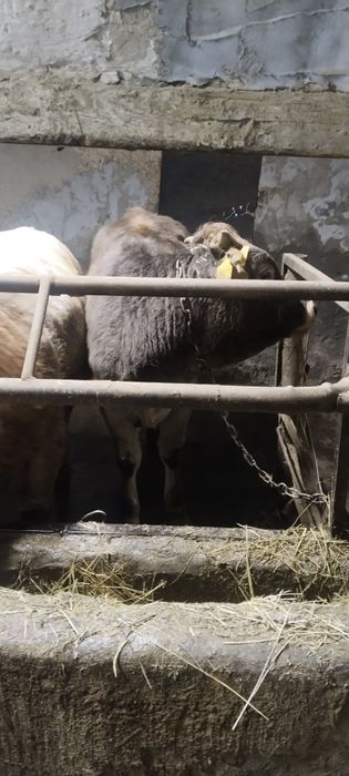 Бычек и телка продам