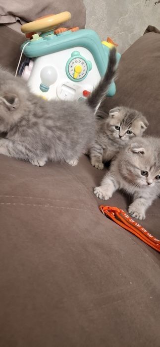 Вислоухие Британские котята