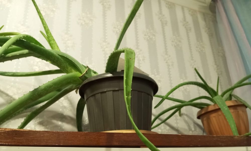 Продам Алоэ цена от 1500 до 2500