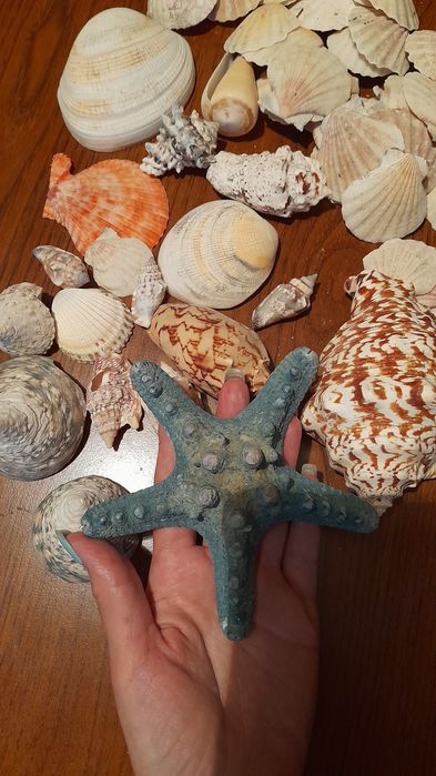 Ракушки морские разные