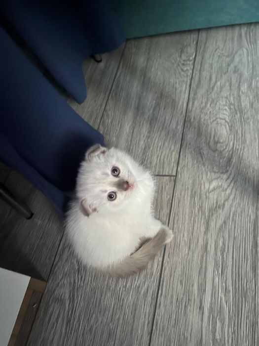 Котята вислоухые по два месяца
