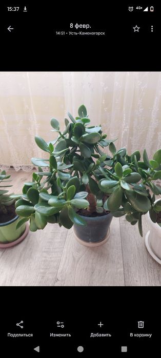 Продаются комнатные цветы